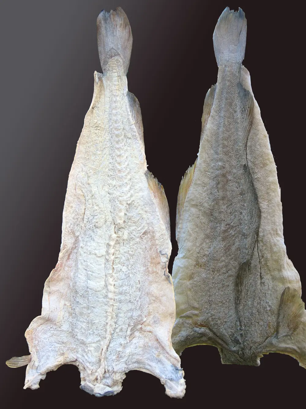 Two pieces of dried salted cod, klippfisk, displayed side by side