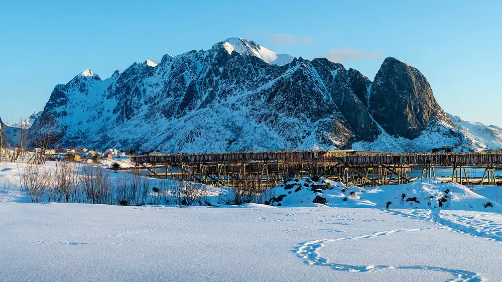 Stockfish drying on wooden racks at Reine, Lofoten, in winter